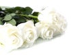 White roses Royalty Free Stock Photo