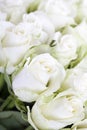 White roses