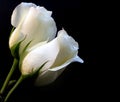 White Roses Royalty Free Stock Photo