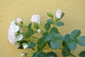 White roses against wall Royalty Free Stock Photo