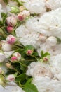 White roses Royalty Free Stock Photo