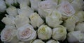 White Roses Background. Variety of white roses in beautiful bouquet. Bridal bouquet of white rose in bright colors in flower shop Royalty Free Stock Photo