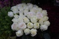 White Roses Background. Variety of white roses in beautiful bouquet. Bridal bouquet of white rose in bright colors in flower shop Royalty Free Stock Photo