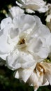 White roses are beautiful and beautiful, symbolizing purity and sincerity