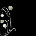 White roses black background Royalty Free Stock Photo