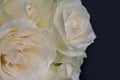 White roses on black background Royalty Free Stock Photo