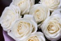 White roses on a black background with water drops and pink petals Royalty Free Stock Photo