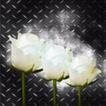 White roses on black metal plate Royalty Free Stock Photo