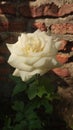 White roses in bloom against the backdrop of a brick wall Royalty Free Stock Photo