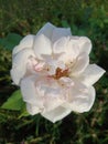 White roses bloom in my garden