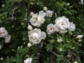 White roses blooming on a branch, closeup Royalty Free Stock Photo
