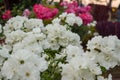 White roses blossoming in spring season