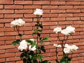 White roses and brick wall