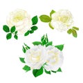 White roses with buds and leaves vintage on a white background set five vector illustration editable