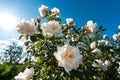 White roses bush with green leaves on a blue sky background