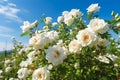 White roses bush with green leaves on a blue sky background