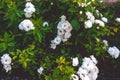 White roses on a bush