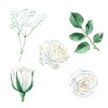 White roses and gypsophila set isolated on white background. Watercolor illustration. Royalty Free Stock Photo