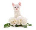 White roses and a cat Royalty Free Stock Photo