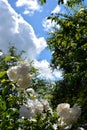 White roses close-up against a blue sky and white clouds. Rose Bush on a background of green foliage. Flowering shrubs in the Royalty Free Stock Photo