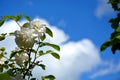 White roses close up against a blue sky. Rose Bush on a background of green foliage. Flowering shrubs in the garden design Royalty Free Stock Photo