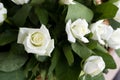 White roses close-up in the basket. A bouquet of beautiful white roses in a wicker basket. Delicate white roses close-up. Royalty Free Stock Photo