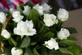 White roses close-up in the basket. A bouquet of beautiful white roses in a wicker basket. Delicate white roses close-up. Royalty Free Stock Photo