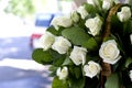 White roses close-up in the basket. A bouquet of beautiful white roses in a wicker basket. Delicate white roses close-up. Royalty Free Stock Photo