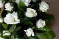 White roses close-up in the basket. A bouquet of beautiful white roses in a wicker basket. Delicate white roses close-up. Royalty Free Stock Photo