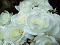 White roses in closeup