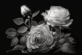 White roses on a dark background. Condolence card. Empty place for emotional, sentimental text or quote. Black and white image