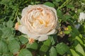 White roses Desdemona blooms in the garden