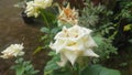 White roses are exposed to raindrops rain