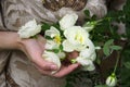 White roses in female hands. Royalty Free Stock Photo