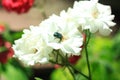 White roses with flying insects, cockchafer sitting on a flower. Greeting card with flowers,nature background,copy space Royalty Free Stock Photo