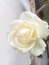 White roses that are in full bloom are taken from the bottom cornerÃ¯Â¿Â¼