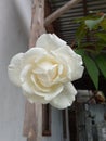 White roses that are in full bloom are taken from the bottom cornerÃ¯Â¿Â¼