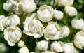 White roses in the garden close up. Selective focus. Royalty Free Stock Photo