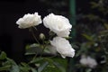 The white roses Royalty Free Stock Photo