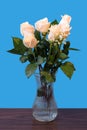 White roses with green leaves in a glass vase with water Royalty Free Stock Photo