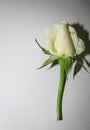 One white roses
