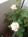 White roses home plant natural velvet petals