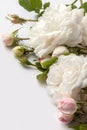 White roses Royalty Free Stock Photo