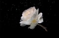 White roses inside in water on a black background. Flowers under the water with bubbles and drops of water. Royalty Free Stock Photo