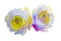 White roses, Artistic sketch etude. Wet painting Royalty Free Stock Photo