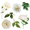 White roses and leaves set, watercolor hand drawn vector illustration