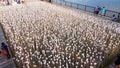 10000 white roses