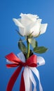 White roses mean pure, graceful and elegant love. Generative AI.