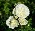 White roses in a rosebush. Closeup with sun light, garden in a public park.
