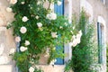 White roses with blue blinds on the windows Royalty Free Stock Photo